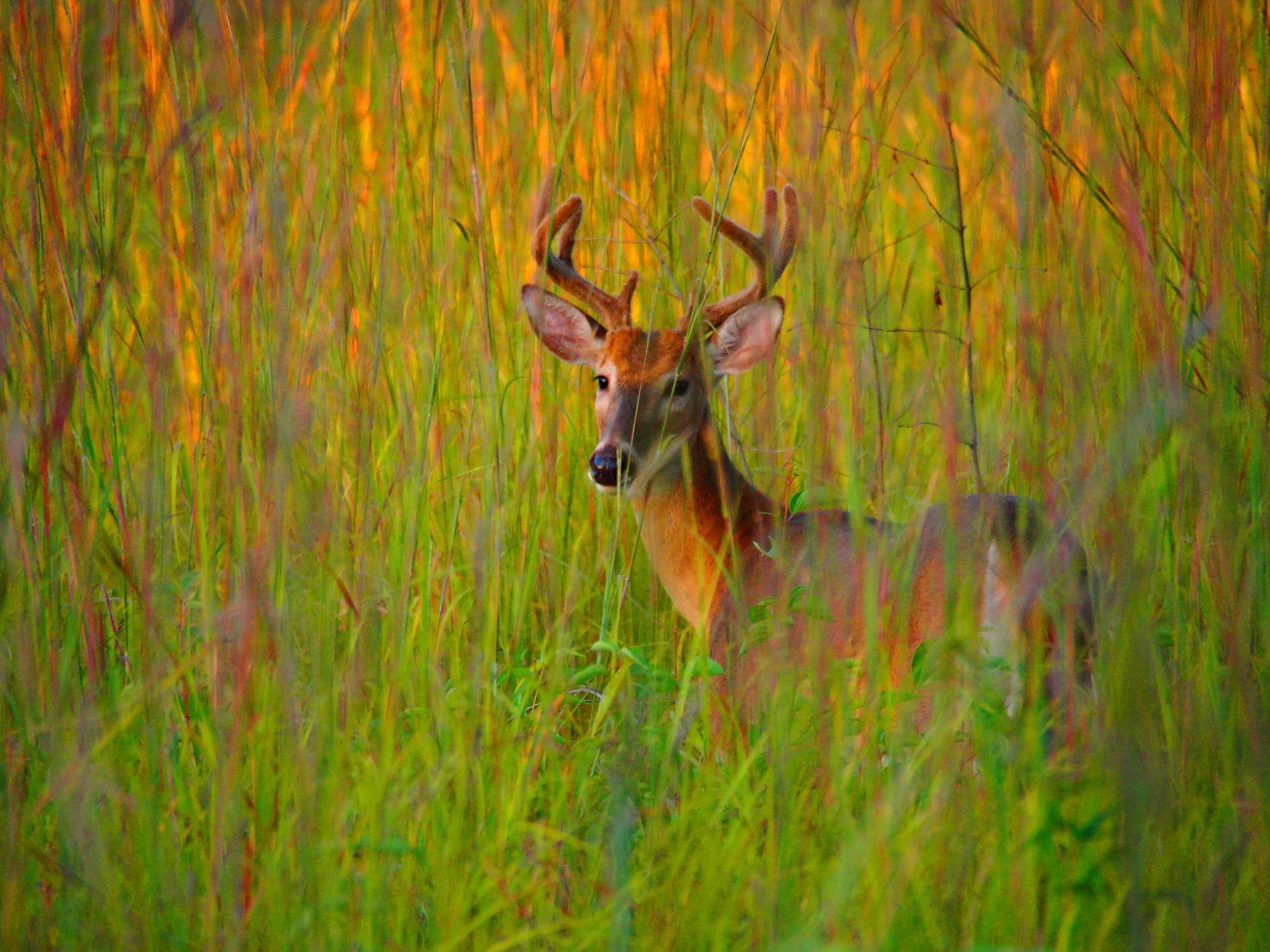 Huron Manistee National Forest Newaygo County Exploring