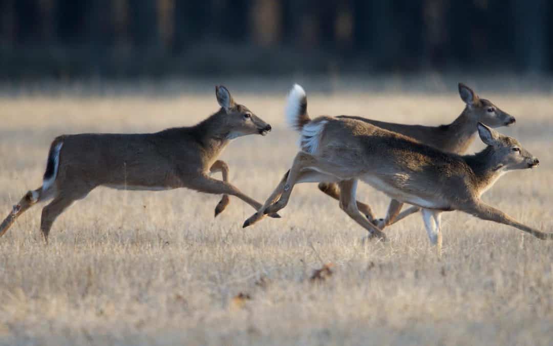Rookie Deer Hunting in Newyago County
