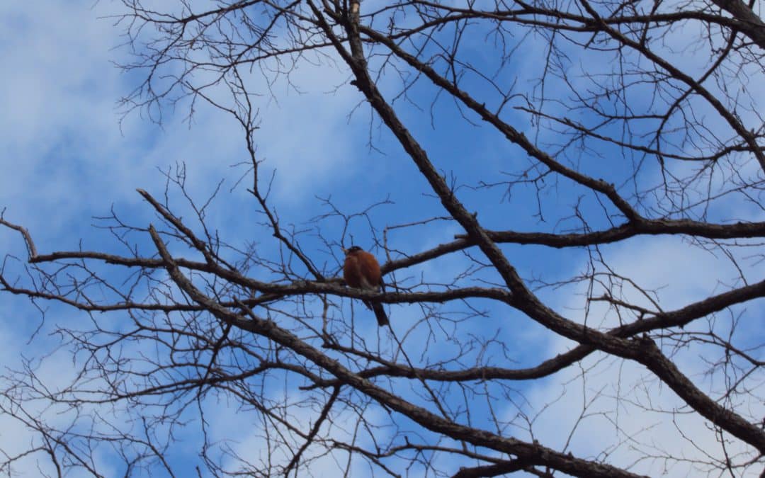 Birds of Newaygo County